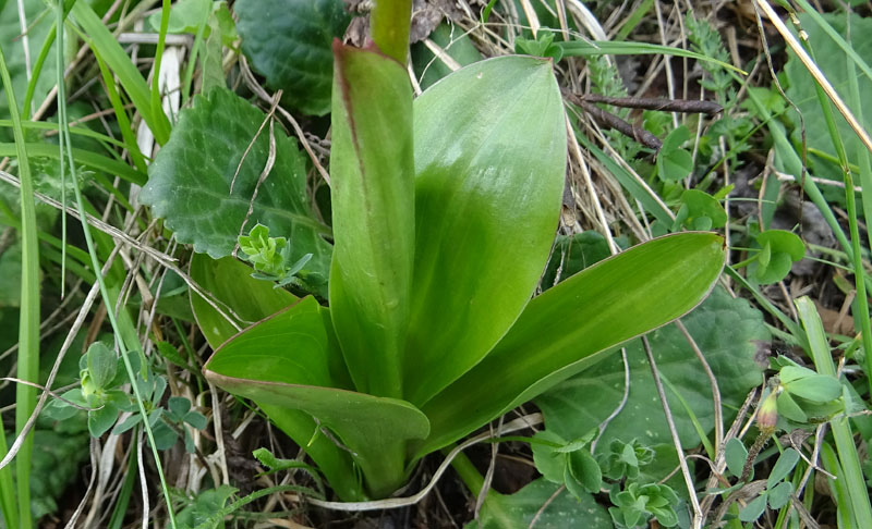 Orchis spitzelii